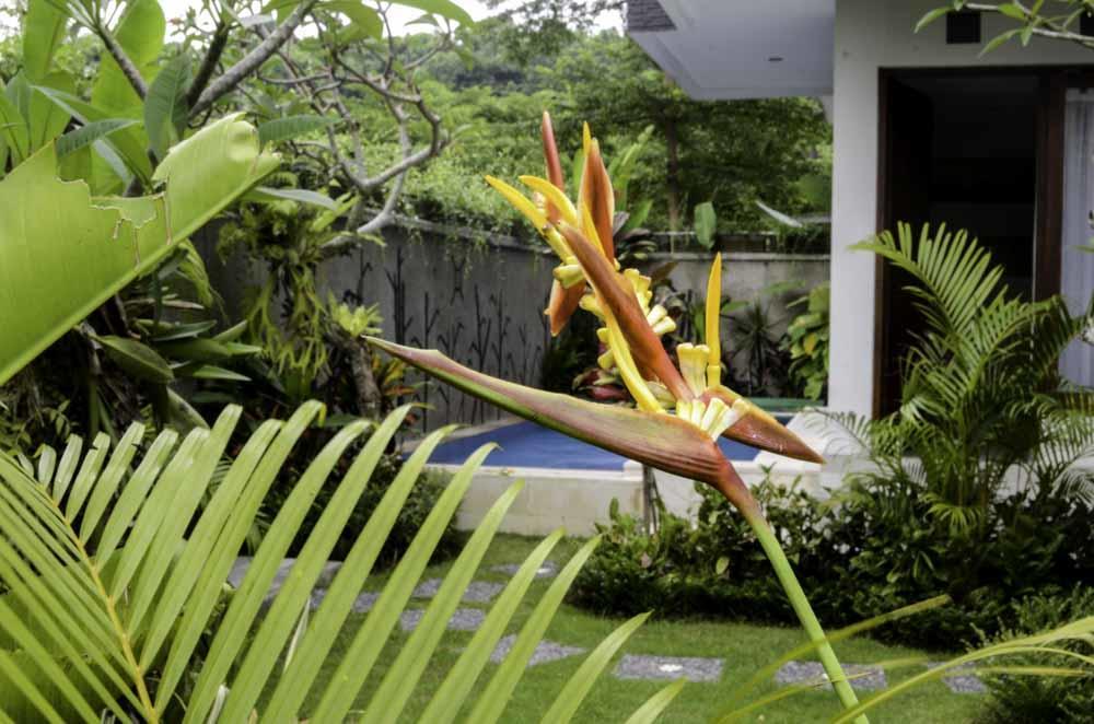 Beluran Serene Guesthouse Selemadeg Eksteriør bilde